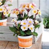 Eis-Primel 'Peach Melba'