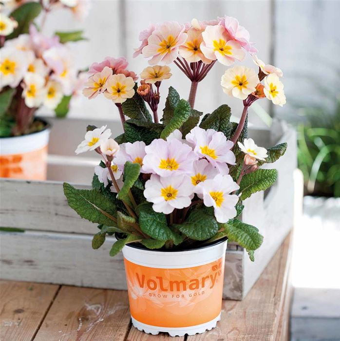 Eis-Primel 'Peach Melba'