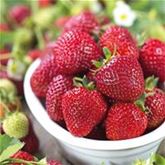 Erdbeeren 'Mara de Bois'