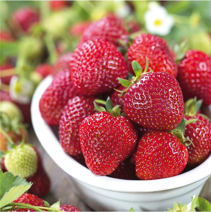 Erdbeeren 'Mara de Bois'