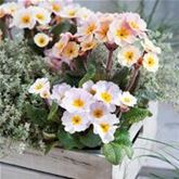 Eis-Primel 'Peach Melba'