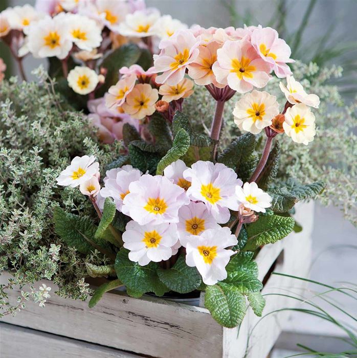 Eis-Primel 'Peach Melba'