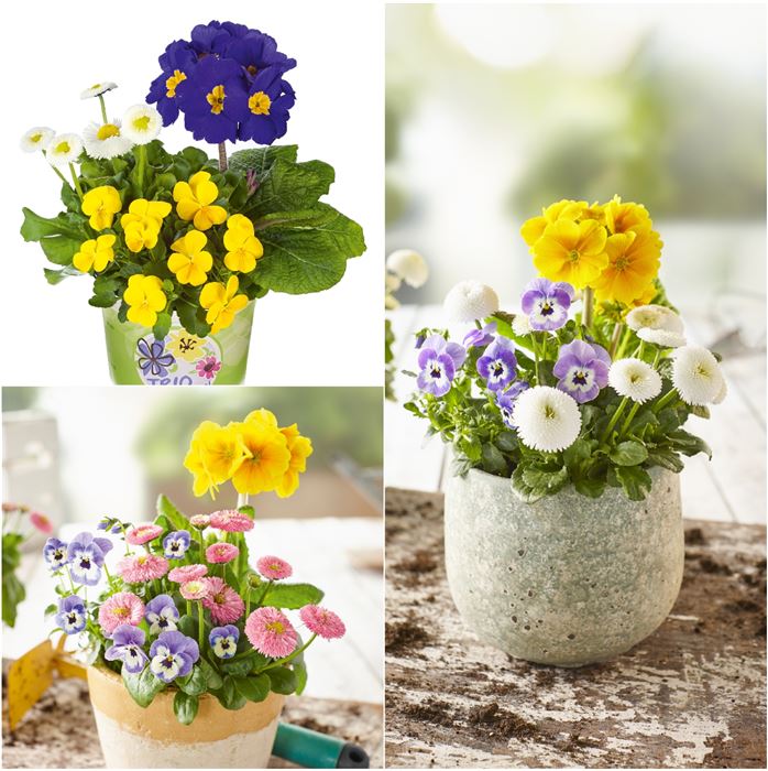 Spring Collection Trio 'Warme Farben'