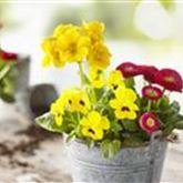 Spring Collection Trio 'Frühlingsleuchtturm'