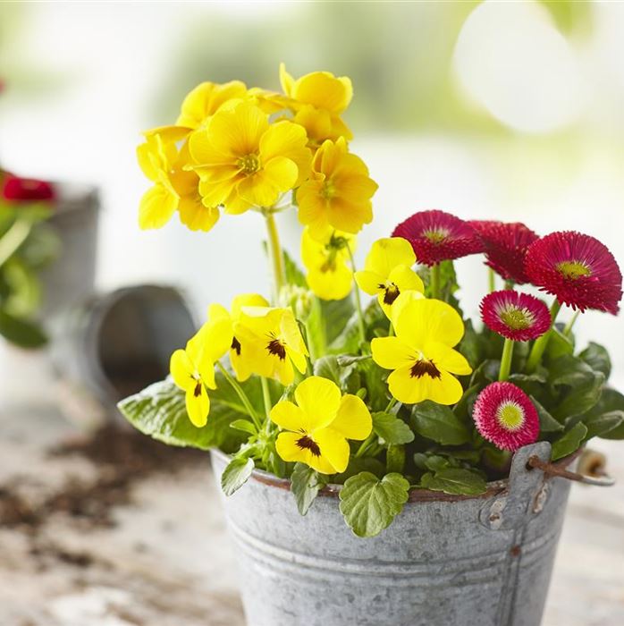 Spring Collection Trio 'Frühlingsleuchtturm'