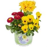 Spring Collection Trio 'Frühlingsleuchtturm'