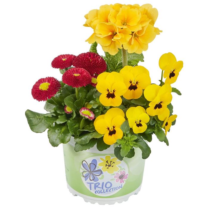 Spring Collection Trio 'Frühlingsleuchtturm'