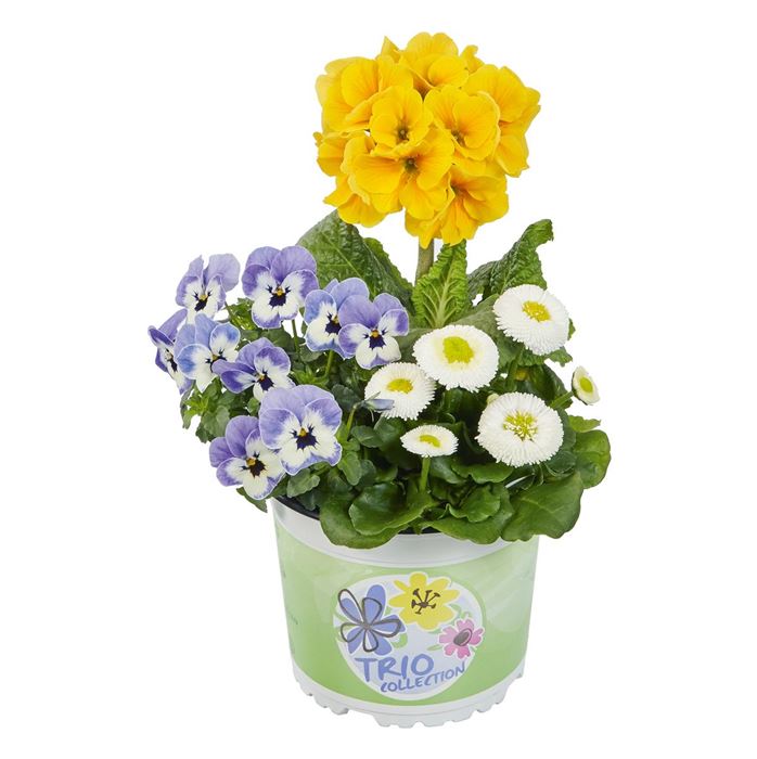 Spring Collection Trio 'Power House'