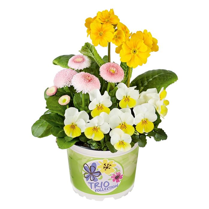 Spring Collection Trio 'Orange County'