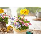 Spring Collection Trio 'Sonnengruß'