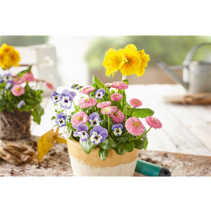 Spring Collection Trio 'Sonnengruß'