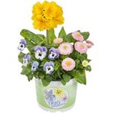 Spring Collection Trio 'Sonnengruß'