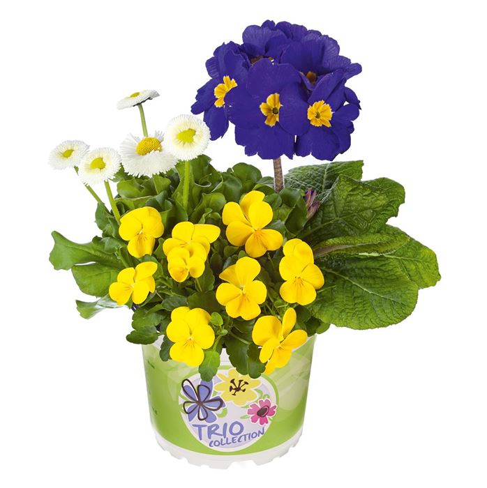 Spring Collection Trio 'Sonnenuntergang'