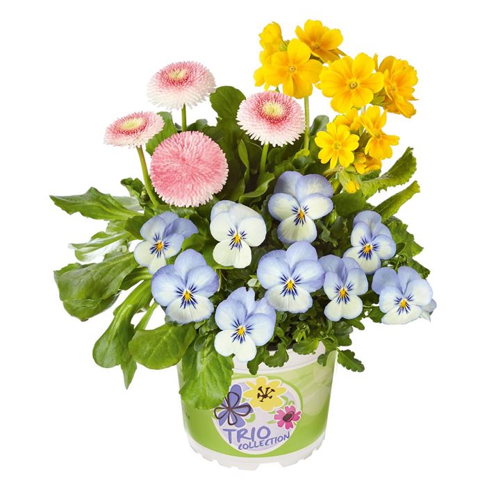 Spring Collection Trio 'Widdewiddewitt und drei macht neune'