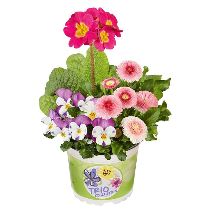 Spring Collection Trio 'Kräftige Farben'