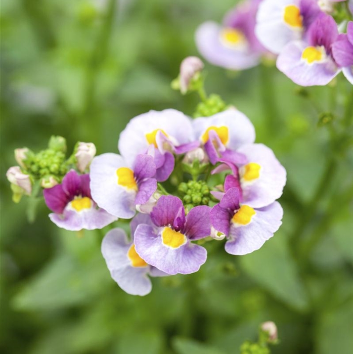 Elfenspiegel Mareto® 'Pink & Lemon'