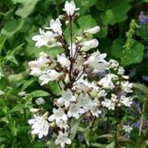 Fingerhutförmiger Bartfaden 'Husker Red'