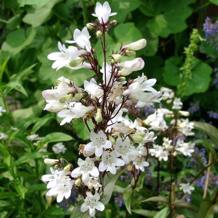 Fingerhutförmiger Bartfaden 'Husker Red'