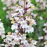 Fingerhutförmiger Bartfaden 'Husker Red'