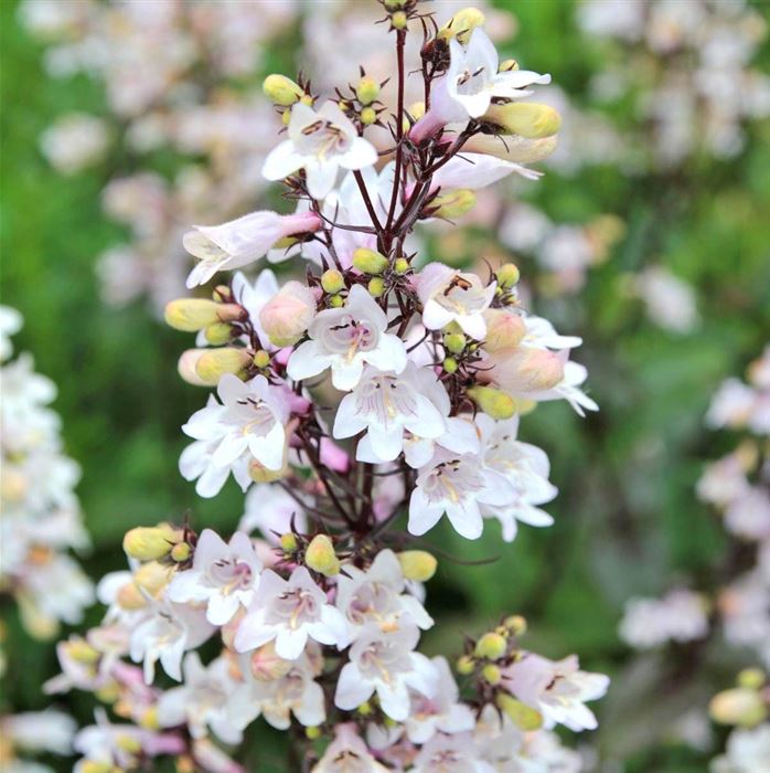 Fingerhutförmiger Bartfaden 'Husker Red'