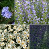 Heimische Wiesenpflanzen