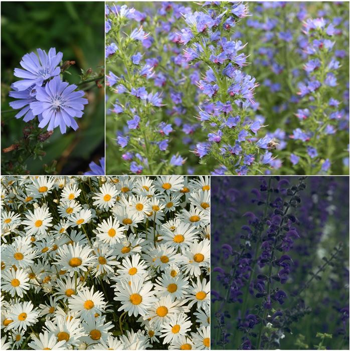 Heimische Wiesenpflanzen