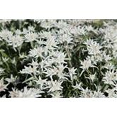 Alpen-Edelweiß silberweiß