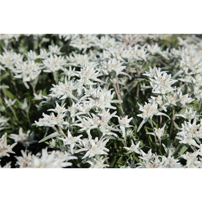 Alpen-Edelweiß silberweiß