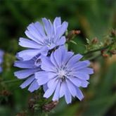 Heimische Wiesenpflanzen
