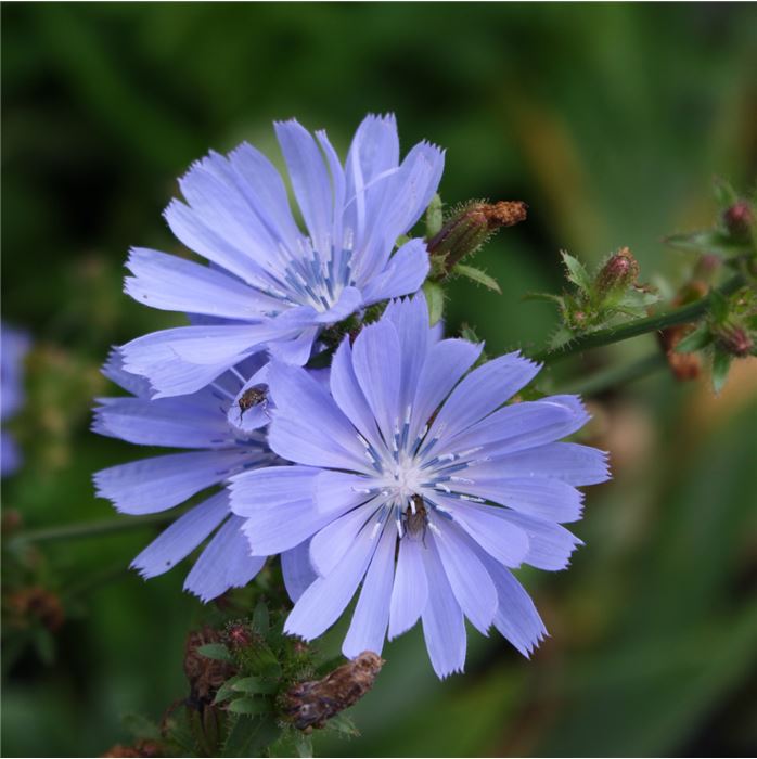 Heimische Wiesenpflanzen