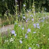 Heimische Wiesenpflanzen