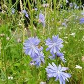 Heimische Wiesenpflanzen