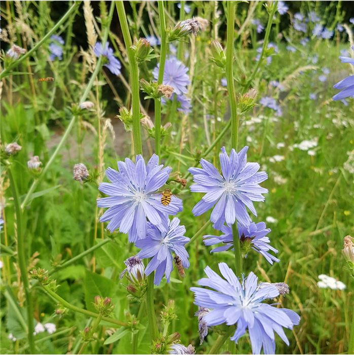 Heimische Wiesenpflanzen