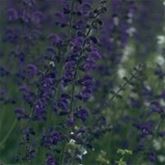 Heimische Wiesenpflanzen