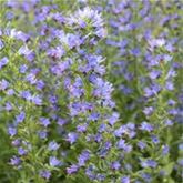 Heimische Wiesenpflanzen