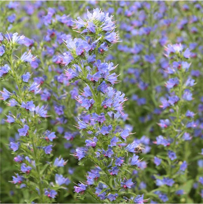 Heimische Wiesenpflanzen