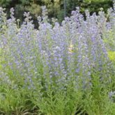 Heimische Wiesenpflanzen