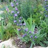 Heimische Wiesenpflanzen