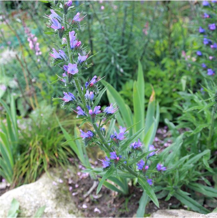 Heimische Wiesenpflanzen