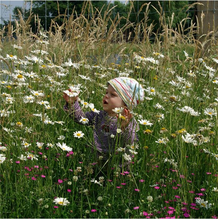 Heimische Wiesenpflanzen
