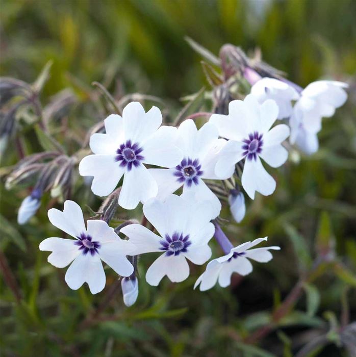 Polster-Phlox 'Bavaria'