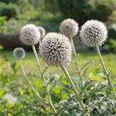 Kugel-Distel 'Albus'
