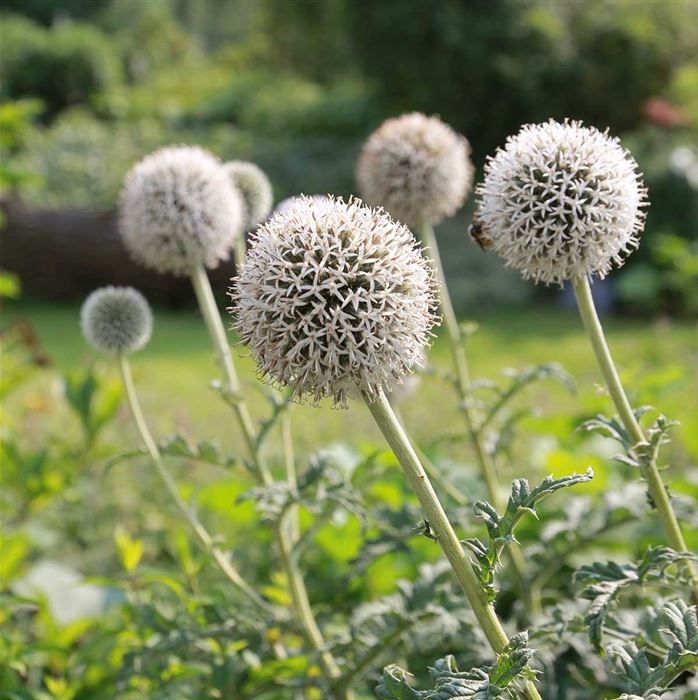 Kugel-Distel 'Albus'