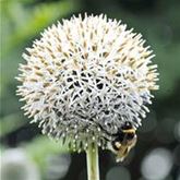 Kugel-Distel 'Albus'