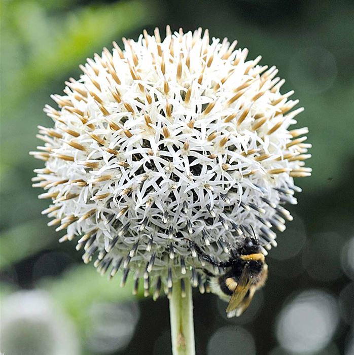 Kugel-Distel 'Albus'