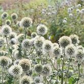 Kugel-Distel 'Albus'