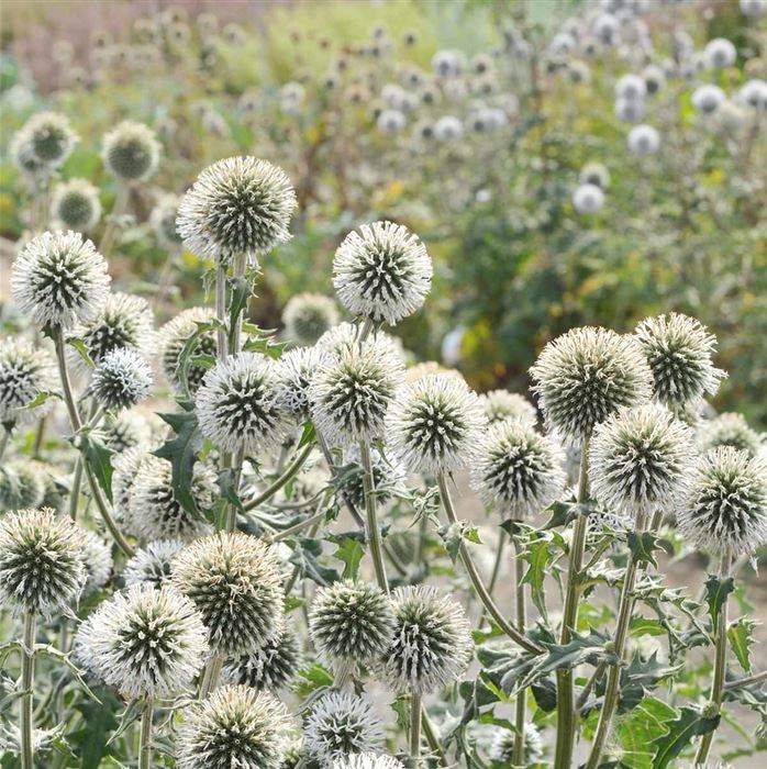 Kugel-Distel 'Albus'