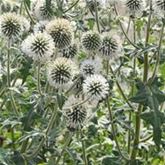 Kugel-Distel 'Albus'