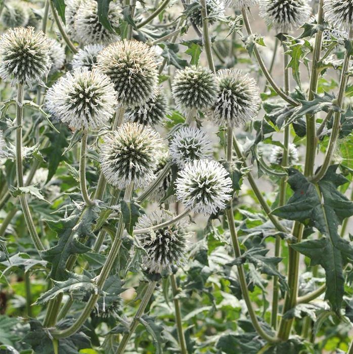 Kugel-Distel 'Albus'