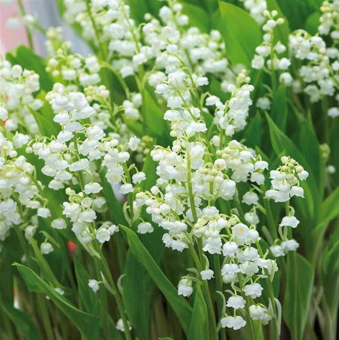 Maiglöckchen 'Convallaria majalis'